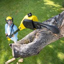 Best Tree Removal Services  in Pompano Beach, FL